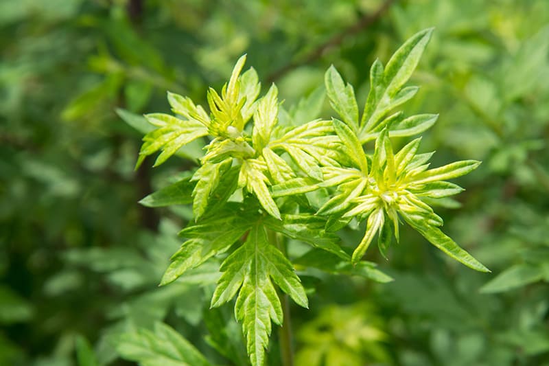 Wearing Wormwood Fiber Pajamas Can Better Care For And Protect The Skin