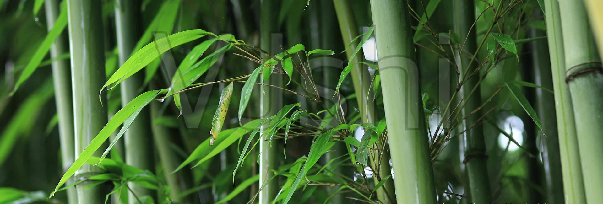 Bamboo Viscose Robes