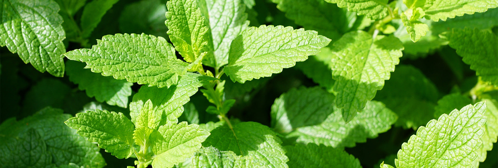 Mentha Robes
