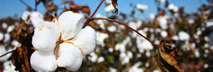 Organic pajama manufacturer