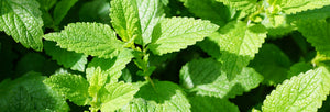 Herbal Fabric